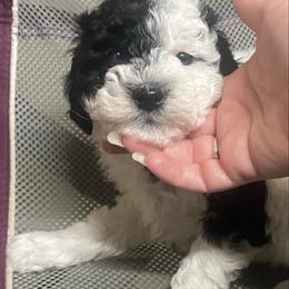 Daisy - Parti female Goldendoodle puppy in Maineville, Ohio from Danielle's Doodles