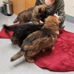 German Shepherd Puppies from Michelle Eddy