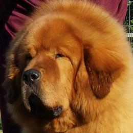 Copper - Tibetan Mastiff