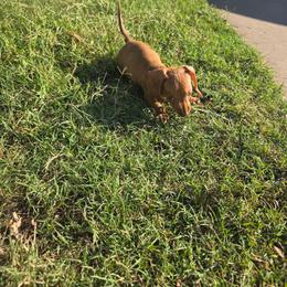 Dexter - Red male Dachshund puppy in Borger, Texas from Texas Panhandle CKC Dachshunds