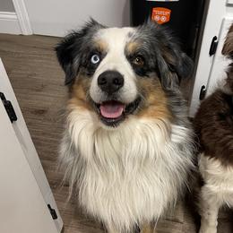 Milo - Miniature Australian Shepherd