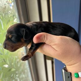 Pepper - Black and tan female Dachshund puppy in Jacksonville, North Carolina from Lizzie’s Doxies