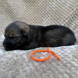 Orange - Sable male German Shepherd puppy in Buffalo, West Virginia from Z Tykev Vino LLC