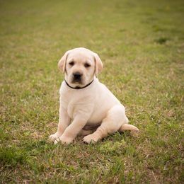 Labrador Retriever Puppies from Strickland’s Southern Kennels