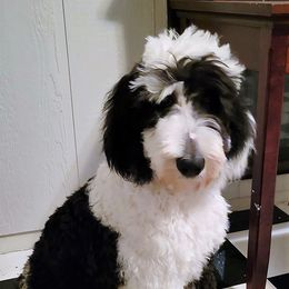 Gloria - Sheepadoodle