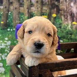 Peanut - Cream male Goldendoodle puppy in The Woodlands, Texas from Gracie's Goldendoodles and Bernedoodles