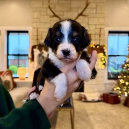 Rudolph - Tri-color male Bernedoodle puppy in Yuba City, California from Ranch House Doodles