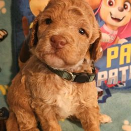 Rocky - Red male Labradoodle puppy in Phelan, California from Family Doodles
