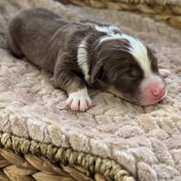 Girl 3 - Red tri-color female Australian Shepherd puppy in Volant, Pennsylvania from Addie's Aussies