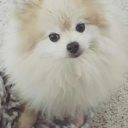 Pomeranians from LolliPoms