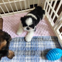 Shih Tzu Puppies from Duggers Shih Tzu