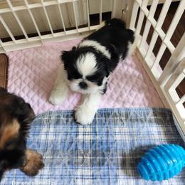 Shih Tzu Puppies from Duggers Shih Tzu