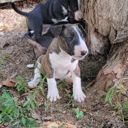 Miniature Bull Terrier Puppies from Penderosa Miniature Bull Terriers