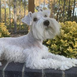 Teddy - Miniature Schnauzer