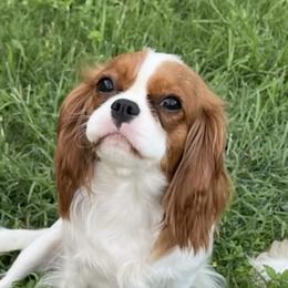 Dashka - Cavalier King Charles Spaniel