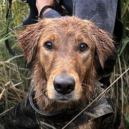 Mallow - Golden Retriever