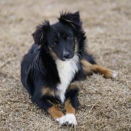 Cannon - Toy Australian Shepherd