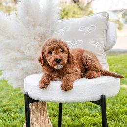 Boy 2 blue collar - Red  male Goldendoodle puppy in Spokane, Washington from Dream Doodles in Spokane WA