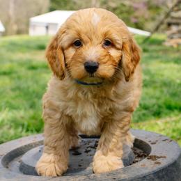Blonde Boy - Cream male Aussiedoodle puppy in Burkesville, Kentucky from Bline’s Awesome Aussies & Doxies at the Bline Family Farm