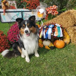 Boomer - Border Collie
