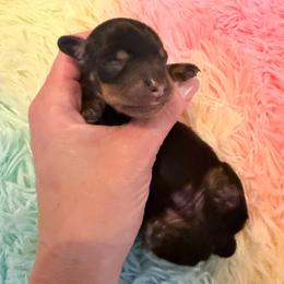 Tater Tot - Black and tan male Dachshund puppy in Madisonville, Texas from Little B’s Dachshund Farm