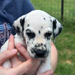 Mr. Goodbar - White and black male Dalmatian puppy in Austin, Texas from Dazzling Dalz