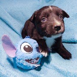 Harpo - Black Miniature Australian Shepherd puppy in Cleveland, Ohio from Double Moon