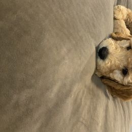 Goldendoodle Puppies from Jeanbeans Doodles