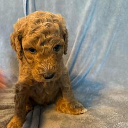 Male Brown Collar(Hulk) - Red  male Goldendoodle puppy in Cape Coral, Florida from GoldenDoodles Cape Coral