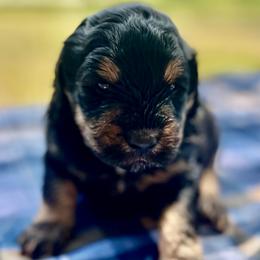 Zuma - Black tri-color male Aussiedoodle puppy in Liberty, Texas from Poodles and Doodles Most Excellent Adventures