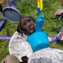 German Shorthaired Pointer Puppies from Hotwired GSPs