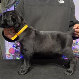 Yellow - Black female Cane Corso puppy in Norwalk, California from Gaxx Corsos
