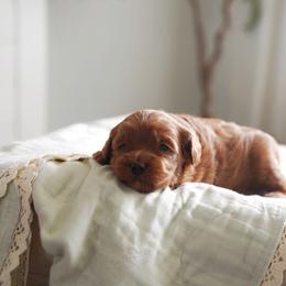 Aurora - Red  female Goldendoodle puppy in Vancouver, Washington from Blissful Doodles