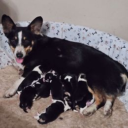 Zoe - Pembroke Welsh Corgi