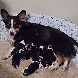 Zoe - Pembroke Welsh Corgi