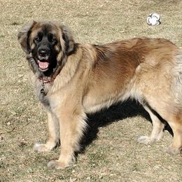Leonberger All Grown Up from Bluebonnet Leos