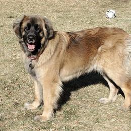 Leonberger All Grown Up from Bluebonnet Leos