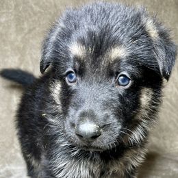 Red Boy - German Shepherd puppy from American Viking GSD