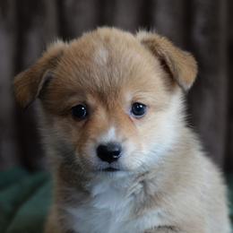 Cheez-it - Red female Pembroke Welsh Corgi puppy in California City, California from Piff N Puff Corgis