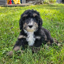 Dark Blue - Tri-color male Bernedoodle puppy in Shelby, North Carolina from Forever Grateful Doodles