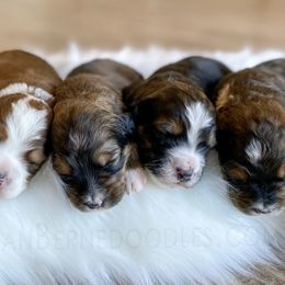 Bernedoodle Puppies from Sonoran Standard Doodles
