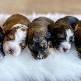 Bernedoodle Puppies from Sonoran Standard Doodles