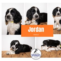 English Springer Spaniel Puppies from Third Creek Springers