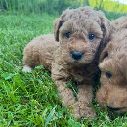 Butter - (Butter Pecan) - Gold female Bordoodle puppy in Canfield, Ohio from Poo's Doo's & Inu's