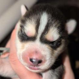 Ember - Agouti and white male Siberian Husky puppy in Richland, Mississippi from Feazell’s Siberian Huskies