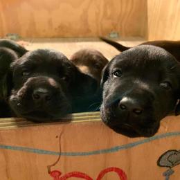 Labrador Retriever Puppies from Gun Dog Retrievers