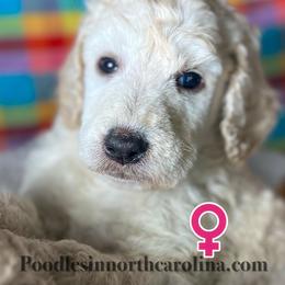 Honey - Cream female Poodle puppy in Greenville, North Carolina from Grace Poodles