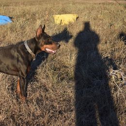 Doberman Pinscher Puppies from Birkline Dobermans