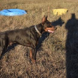 Doberman Pinscher Puppies from Birkline Dobermans