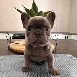 Lilac - Blue female French Bulldog puppy in Smithfield, North Carolina from Roughneck Frenchies